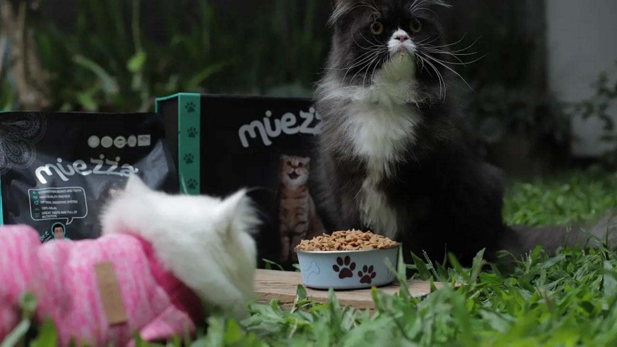 makanan terbaik untuk anak kucing