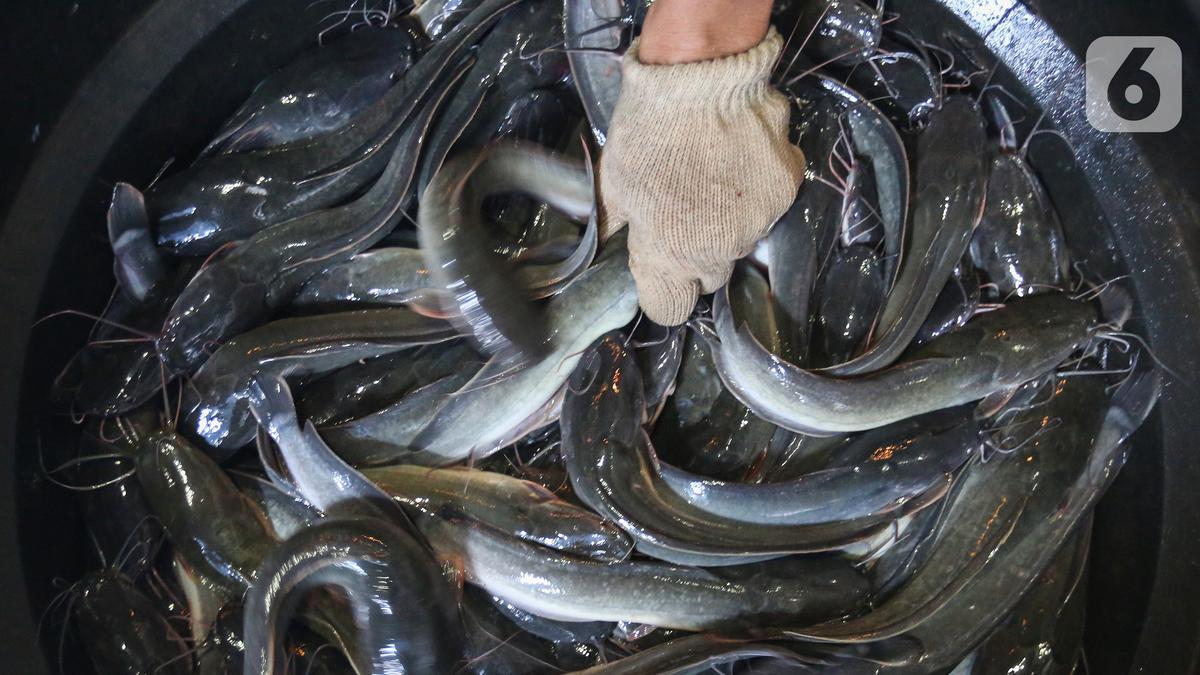 Makanan anak ikan lele