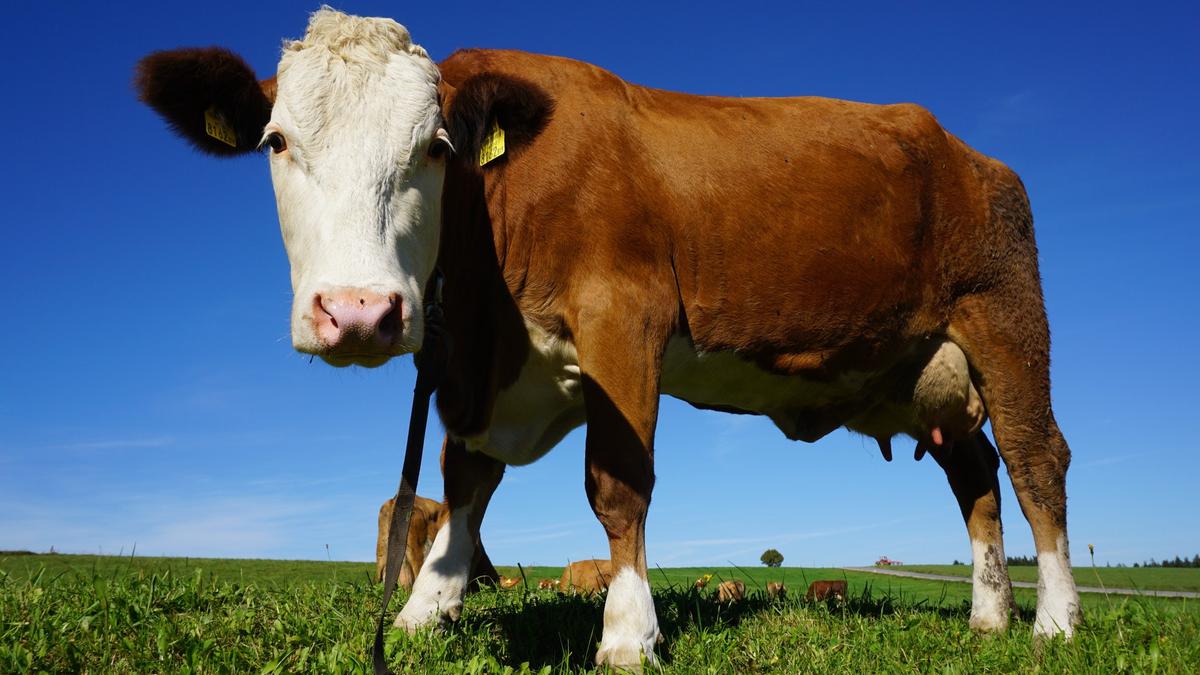 Sapi berkembang biak dengan cara