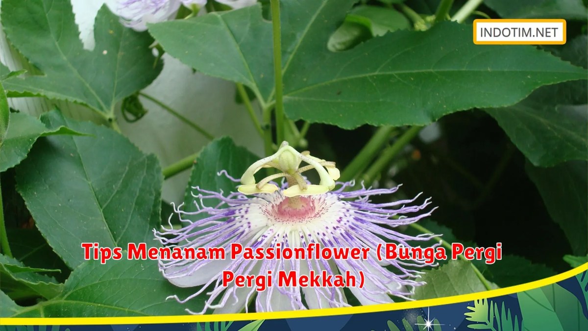 Passionflower (Bunga Pergi Mekkah): Tips Menanam Untuk Hasil Lebih Maksimal