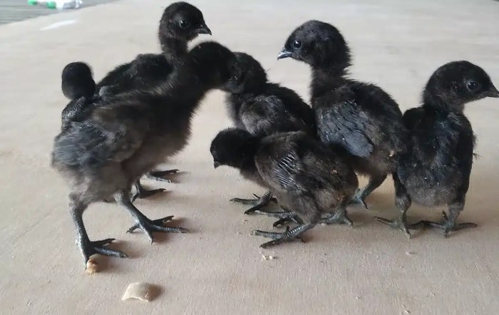 Resep ayam untuk anak 1 tahun