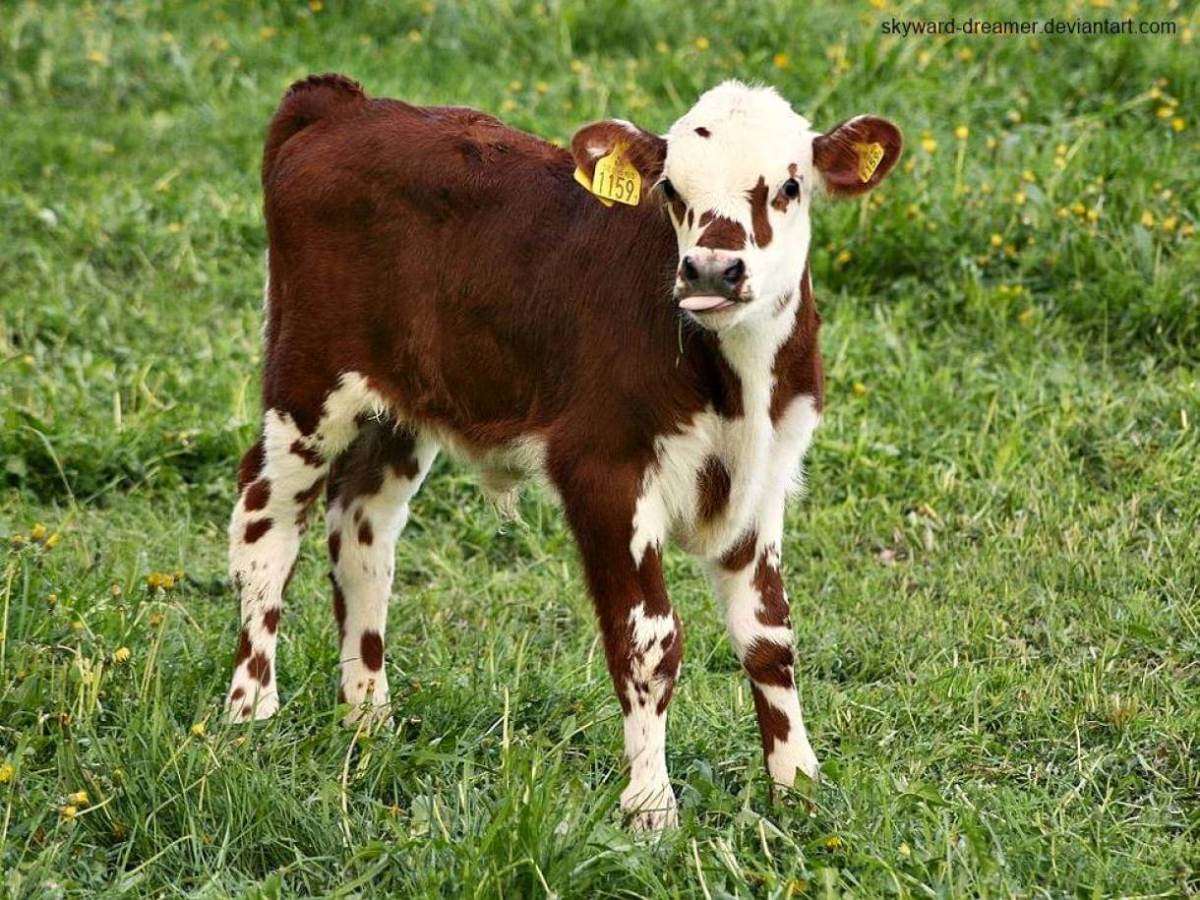 POTENSI SAPI SUMBA ONGOLE | Majalah Infovet I Majalah Peternakan dan ...