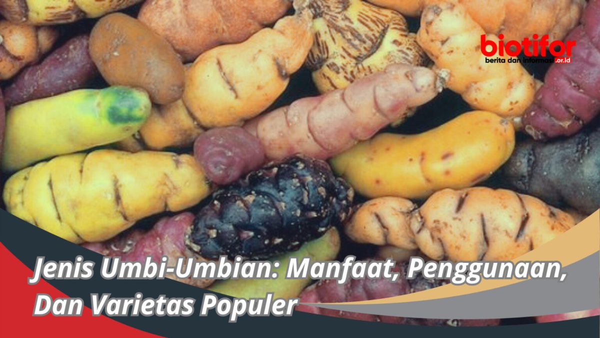 10 Jenis Umbi-Umbian, Pilihan Sumber Pangan Sehat