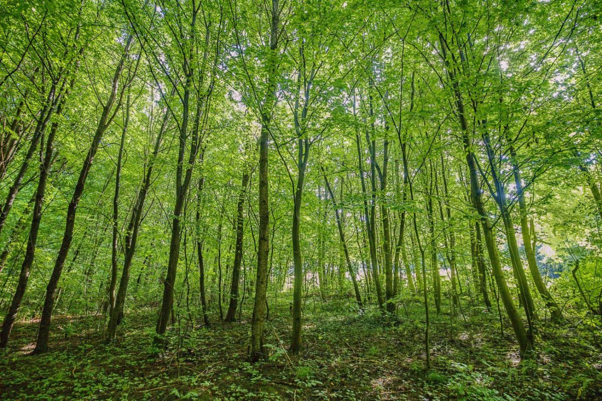 les - Fotografie zdarma na stiahnutie | FotkyZadarmo.sk