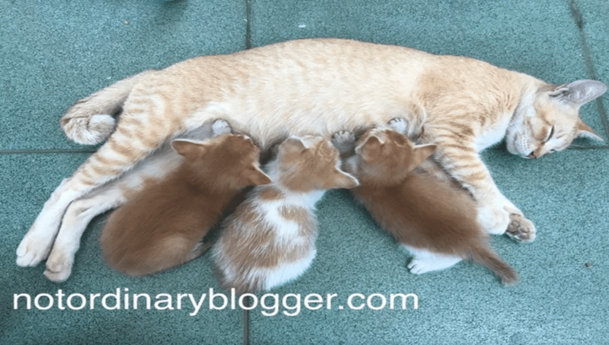Anak kucing dimakan induknya