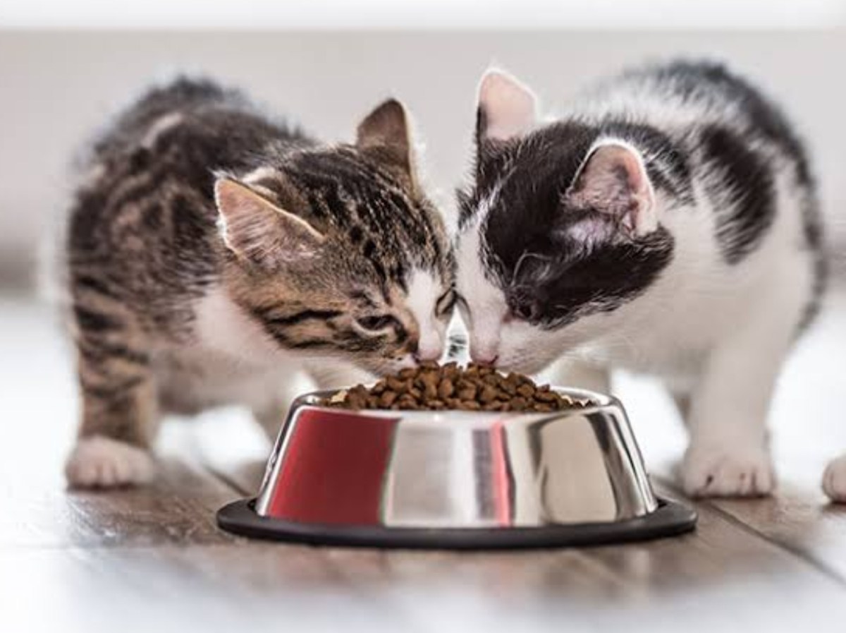 Makanan Kucing Untuk Gemuk Dan Bulu Cantik (Berkualiti) • Semuanya ...