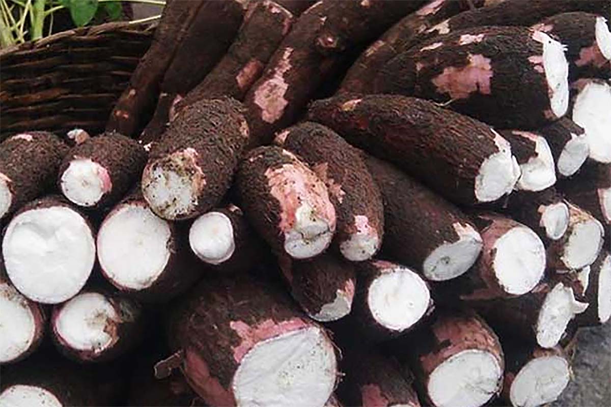 Singkong berkembang biak dengan cara