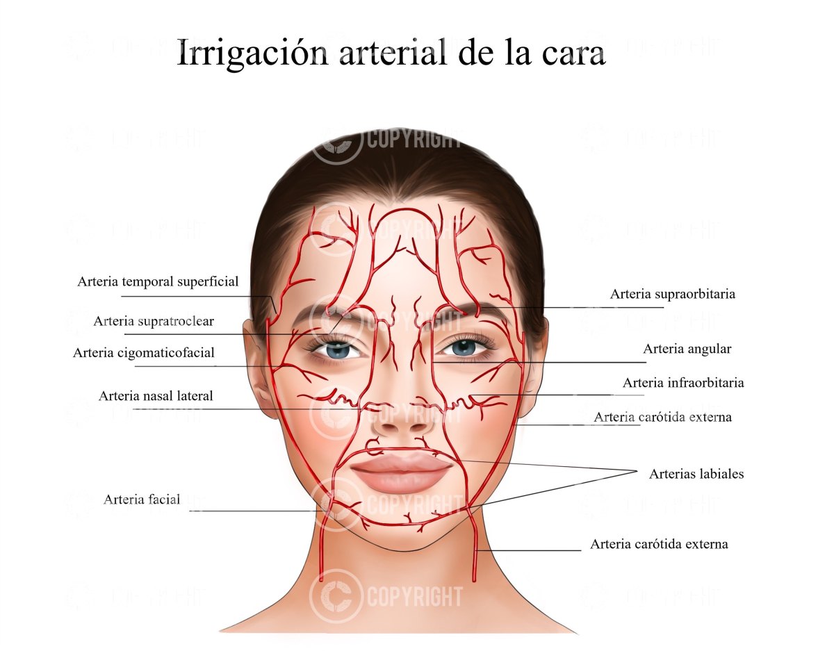 Cara De Suministro Arterial | Irrigacion Arterial De La Cara | Arterias ...