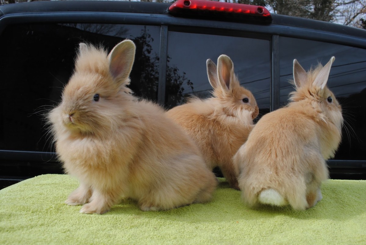 Kelinci melompat bertumpu pada