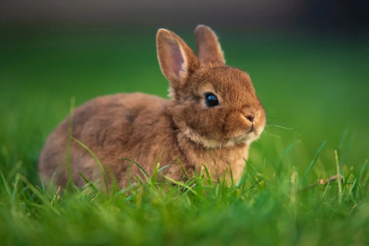 Kelinci melompat bertumpu pada