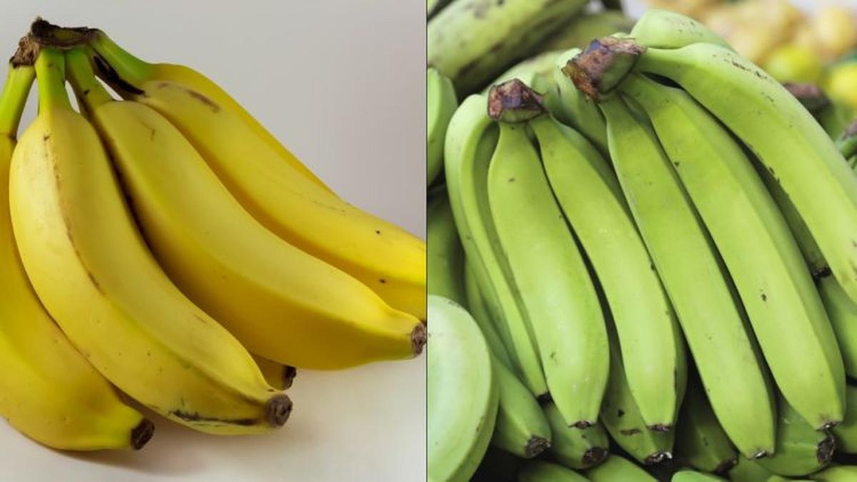 Mengenal Pisang Kepok yang Bisa Meningkatkan Kekebalan Tubuh dan 3 ... Mengenal Pisang Kepok yang Bisa Meningkatkan Kekebalan Tubuh dan 3 ...