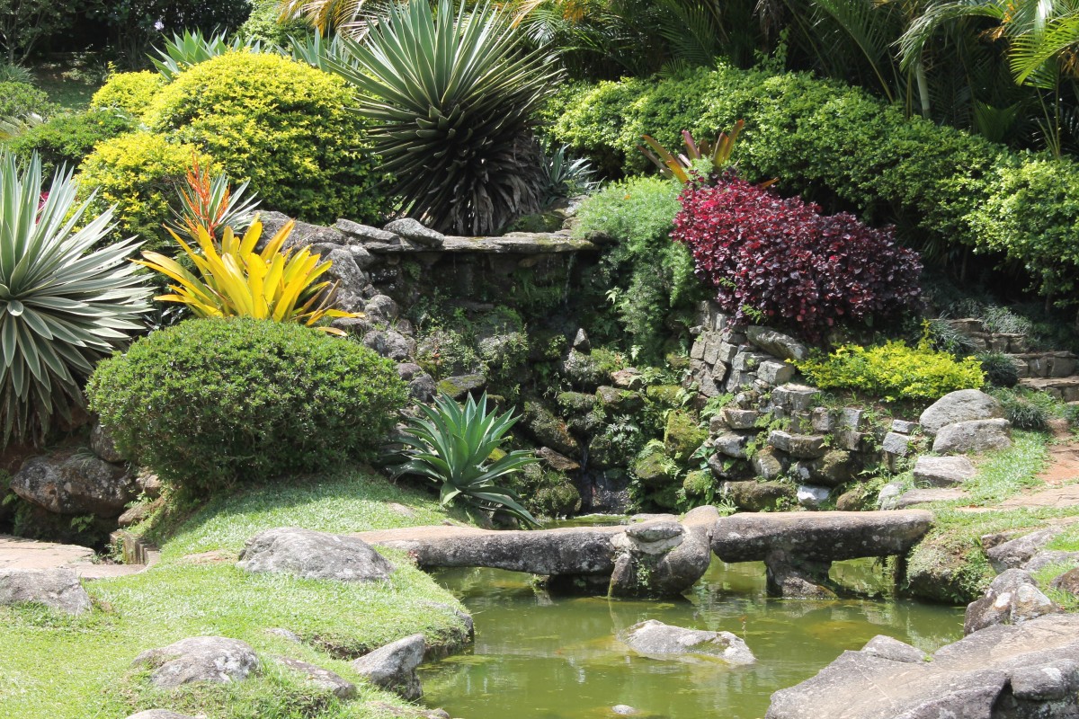 Gambar : alam, halaman rumput, bunga, halaman belakang, botani ...