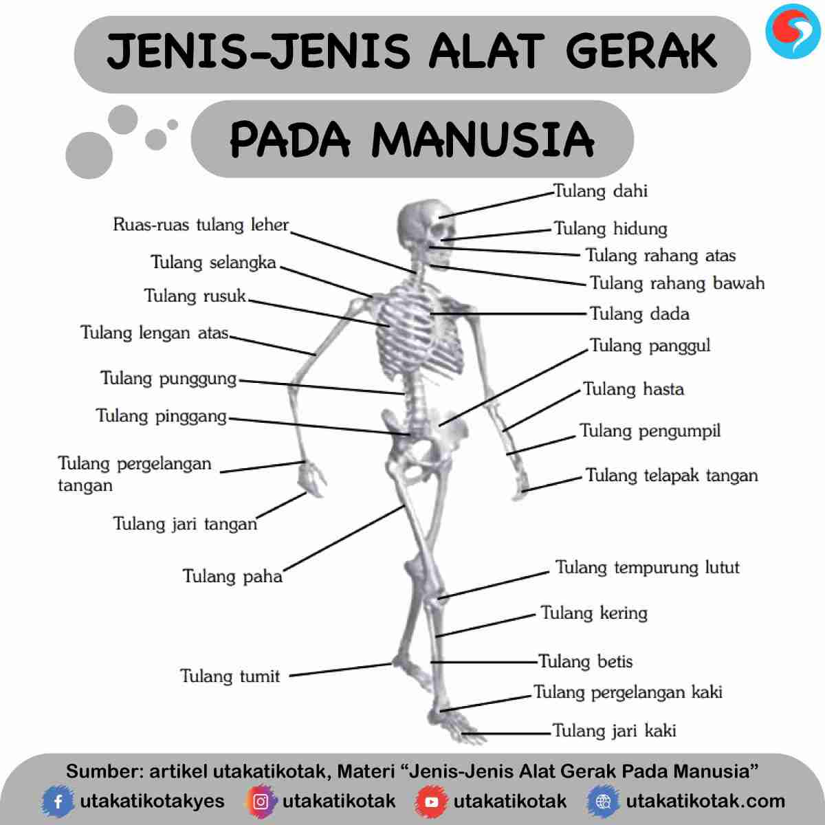 Sistem gerak pada manusia