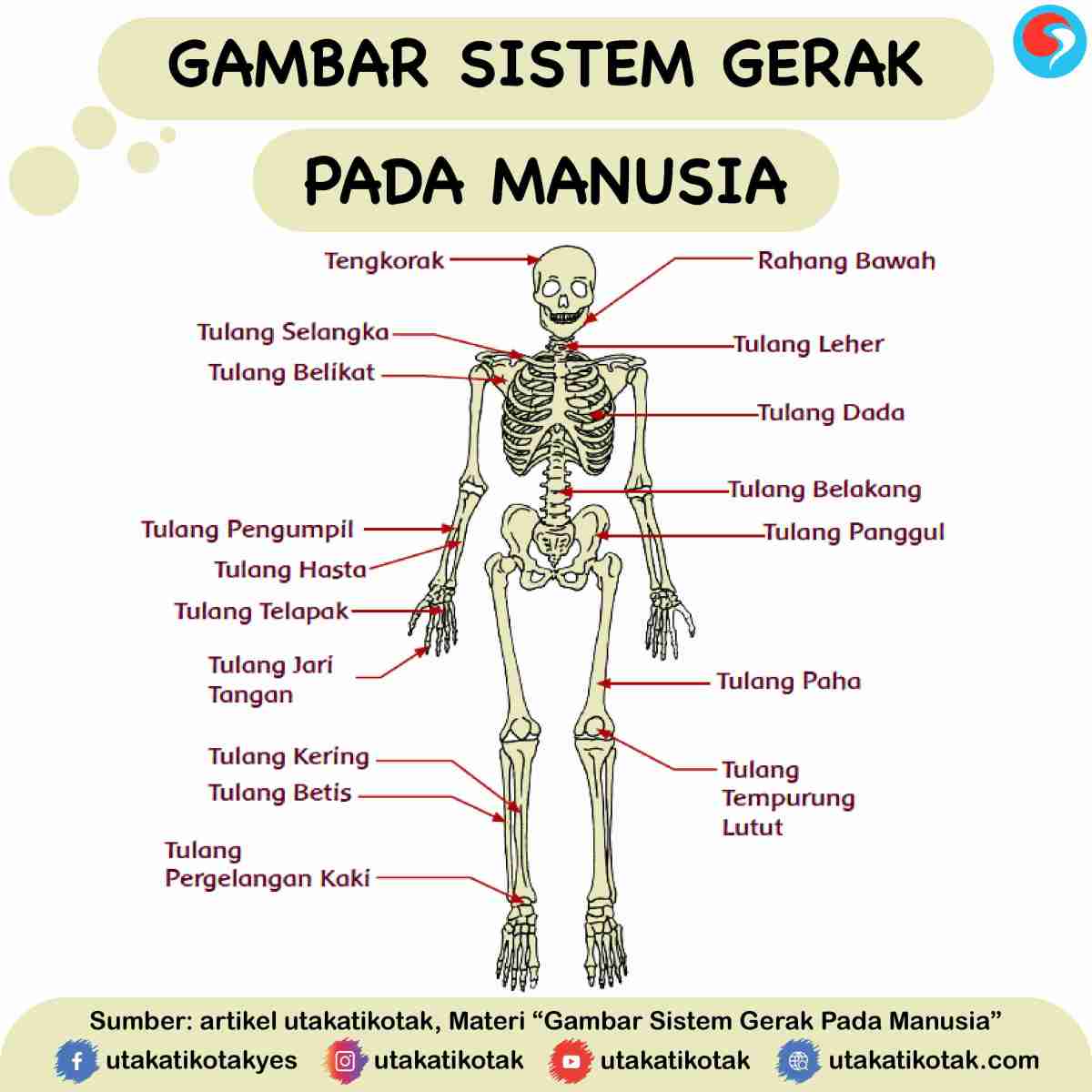 Gambar Sistem Gerak Pada Manusia - Homecare24