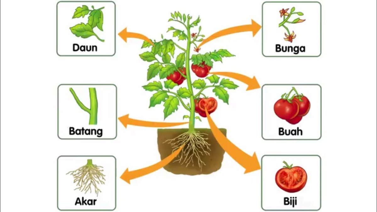 Tumbuhan yang berkembang biak dengan umbi akar adalah