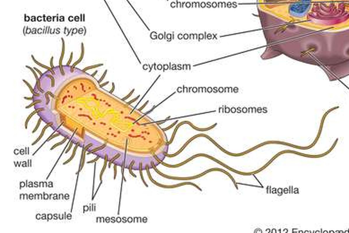 Ciri ciri kingdom monera yang benar adalah