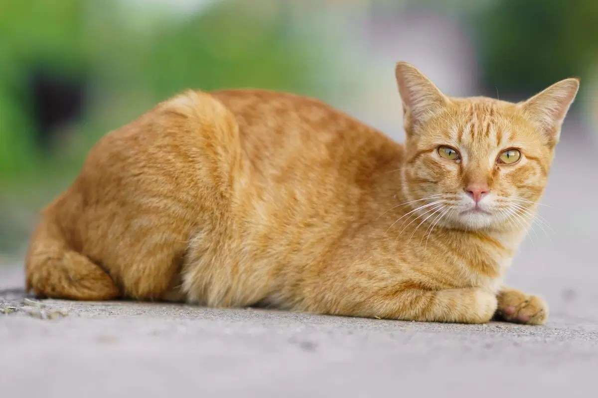 Kucing berkembang biak dengan cara