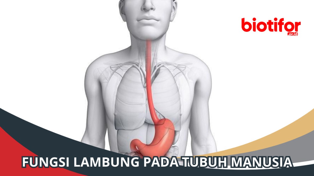 Fungsi lambung adalah
