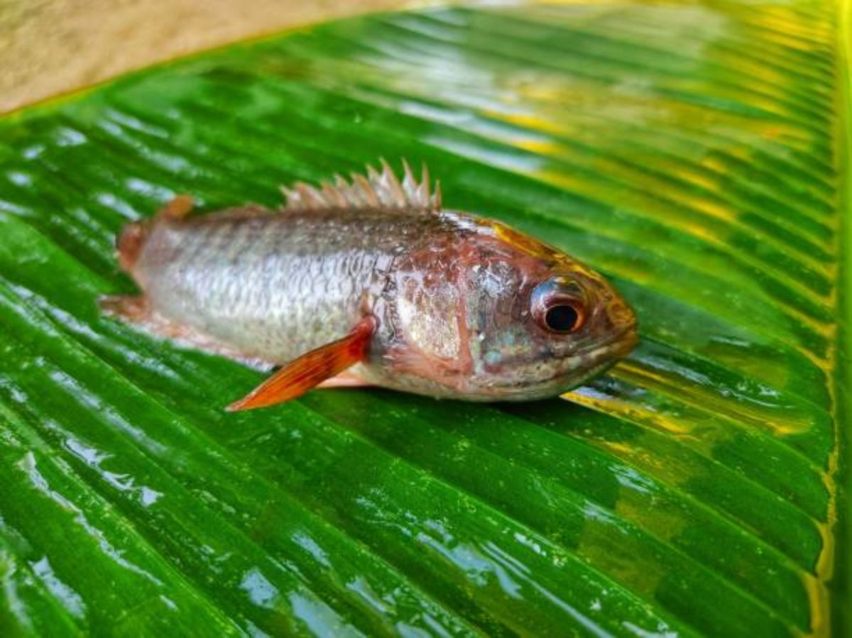 Jenis Jenis Ikan Hias - Homecare24