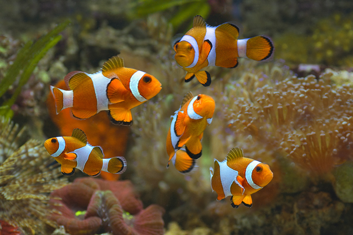 Mengenal Biota Laut : Ikan Badut (Amphiprioninae) Si Penghias Lautan ...