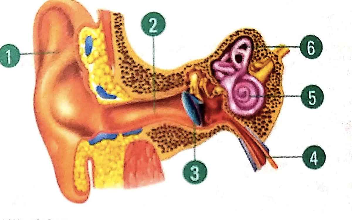 Bagian telinga yang melindungi telinga dari kotoran adalah