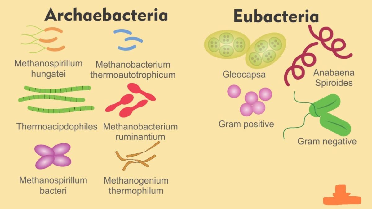 Organisme yang termasuk kingdom monera adalah