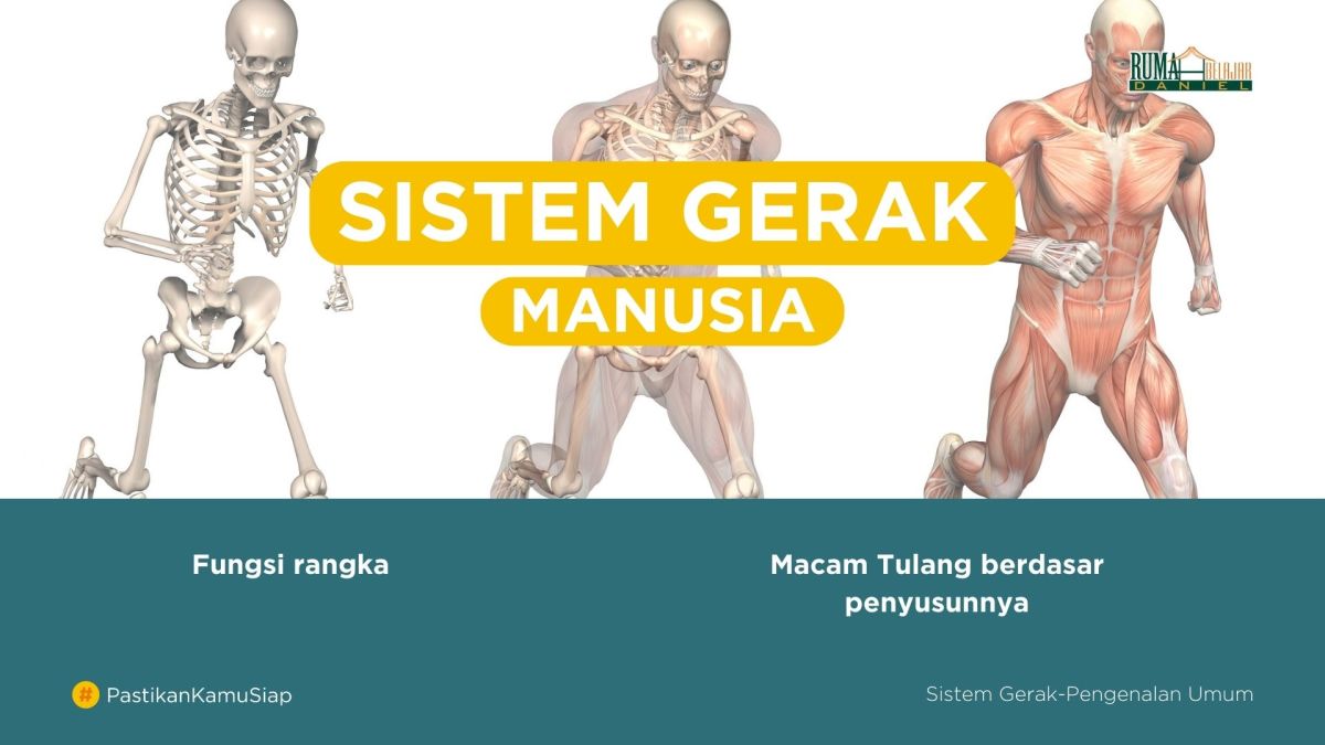 Sistem gerak pada manusia