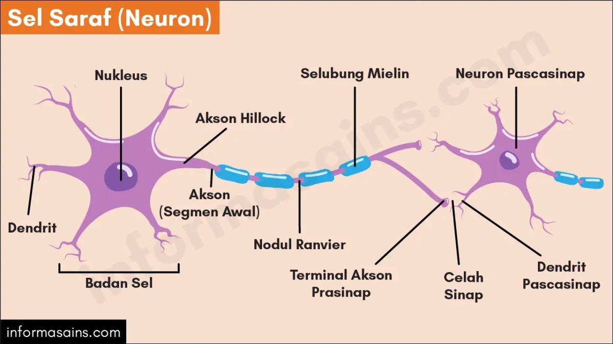 Bagian sel saraf dan fungsi