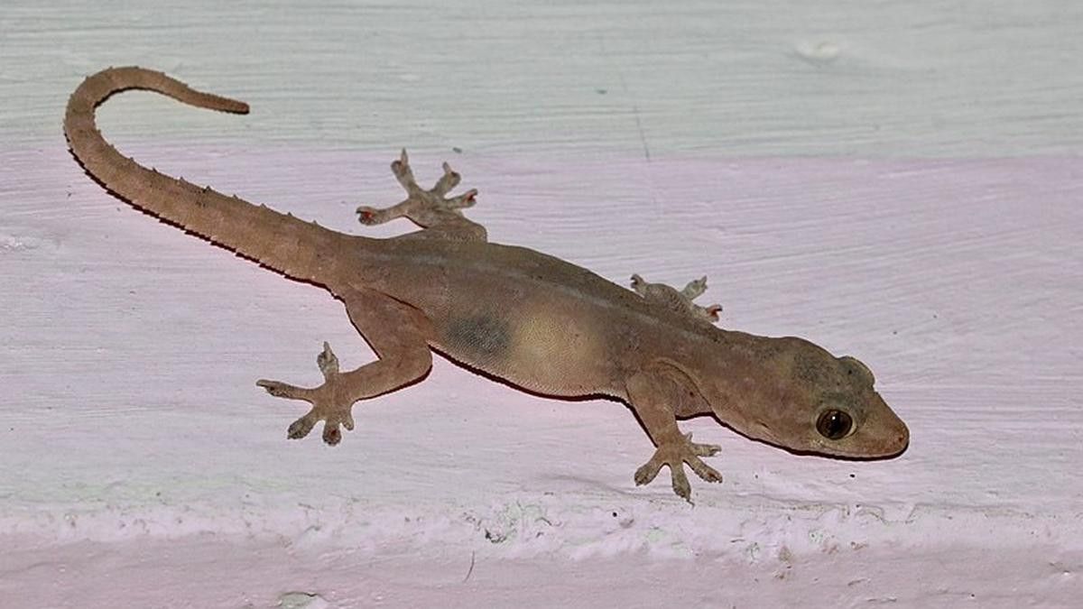 Cicak makannya apa