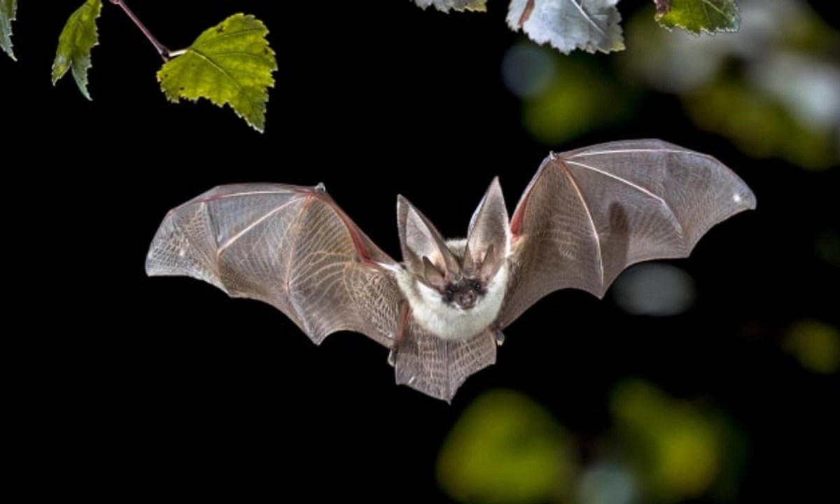 Mengenal Hewan Nokturnal: Pengertian, Ciri-Ciri dan Contoh - Parboaboa