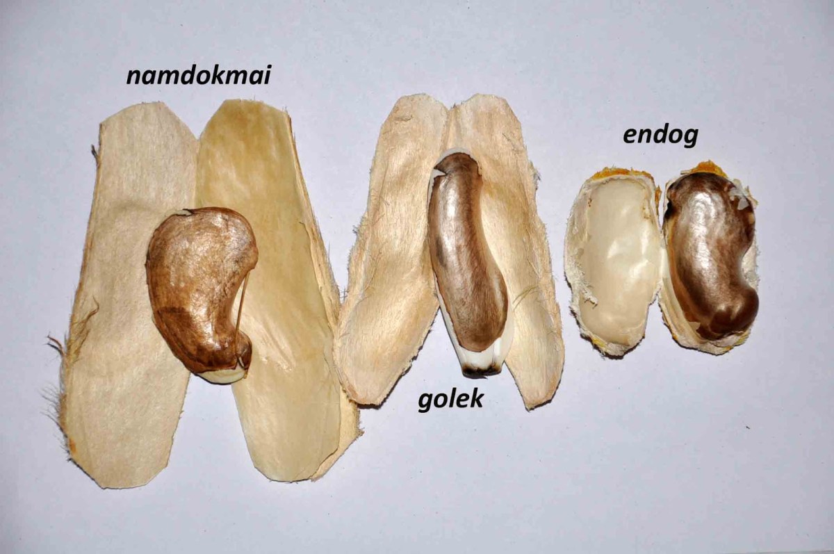 Beni telah mengembangbiakkan pohon mangga satu dengan cara