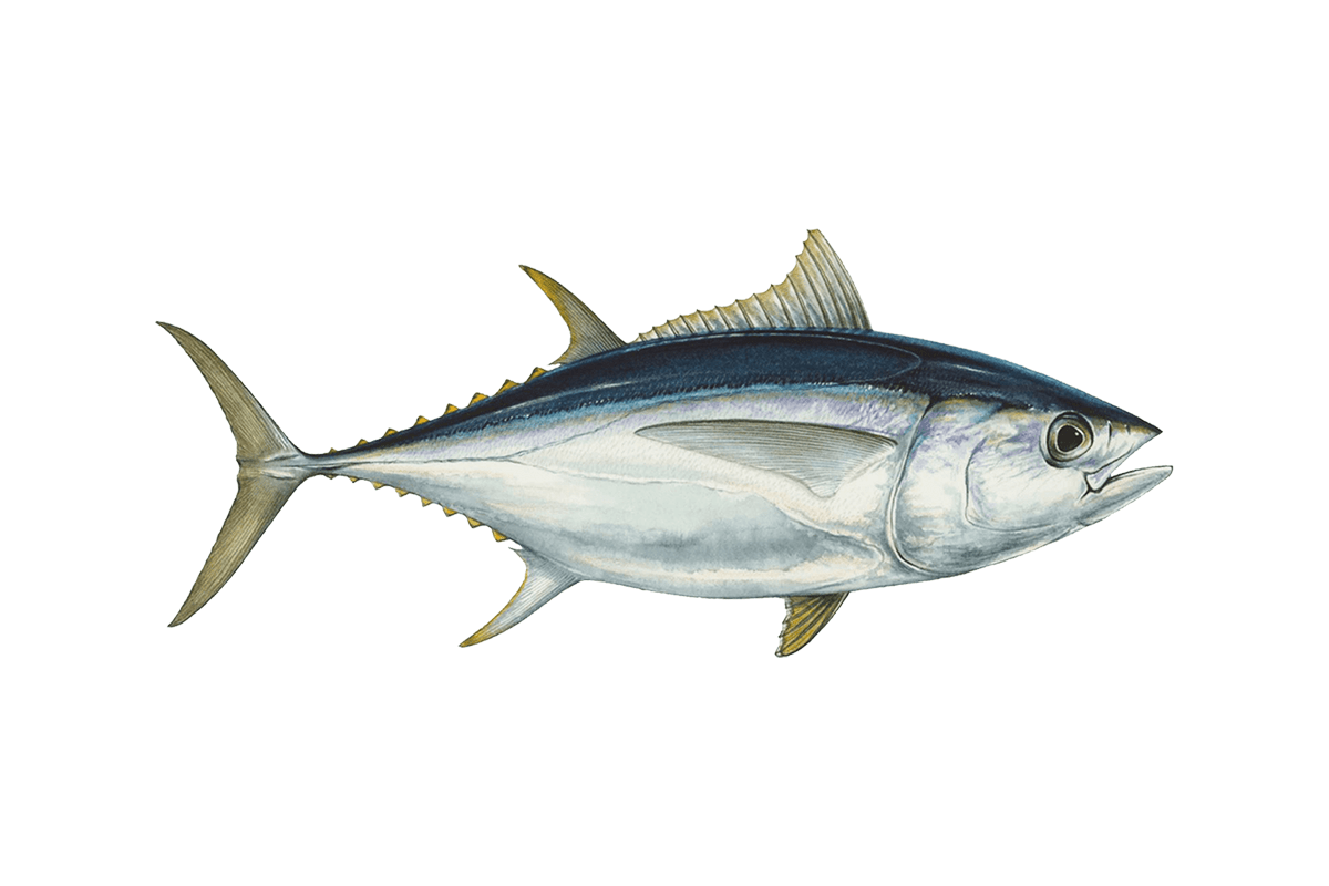 Tuna rungu adalah