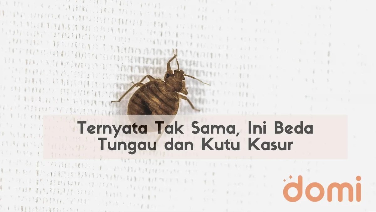 Ciri ciri digigit tungau kasur