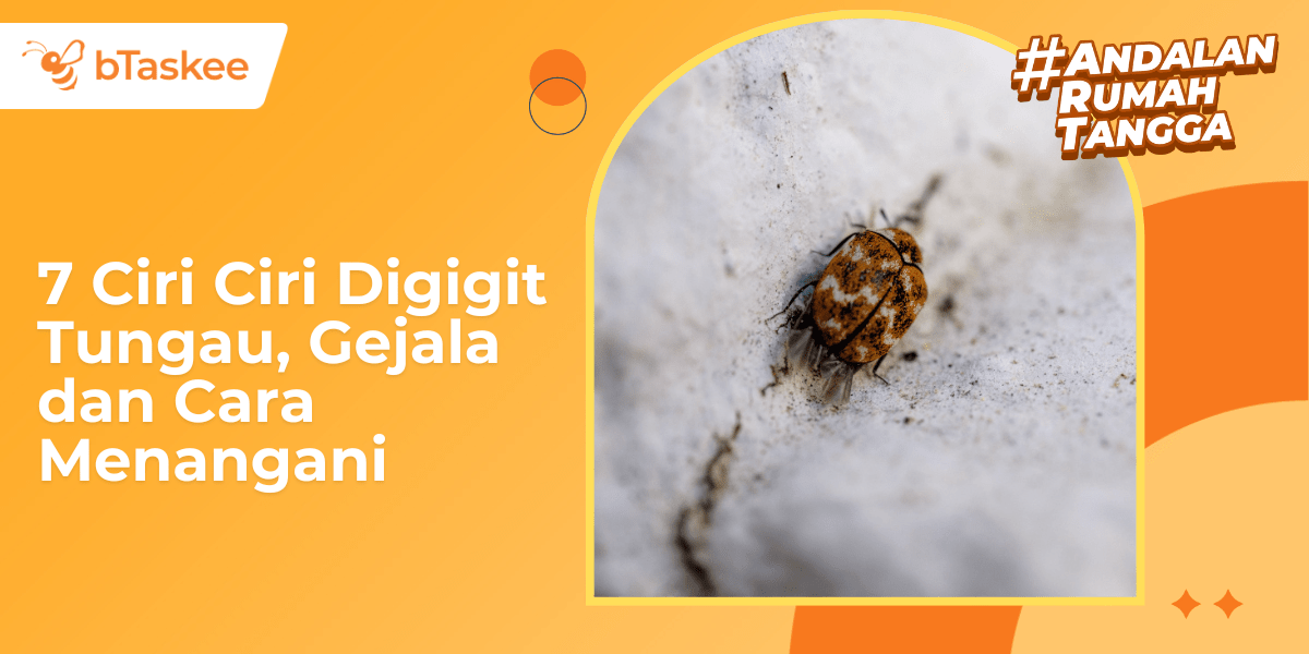 7 Ciri-Ciri Digigit Tungau, Gejala dan Cara Menangani – bTaskee