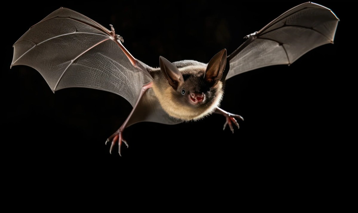 Hewan Nokturnal: Pengertian, Ciri, dan Contoh Spesiesnya - Yayasan IAR ...