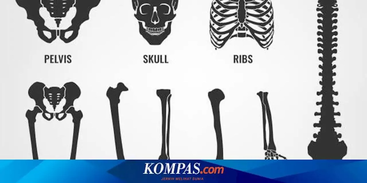 Berapa Jumlah Tulang yang Ada di Tubuh Manusia? Berikut Penjelasannya