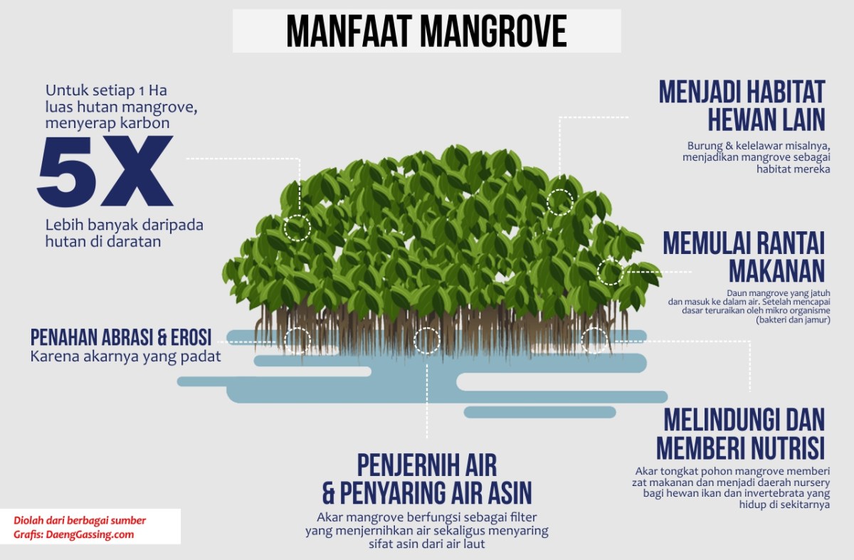 Fungsi Hutan Mangrove - Homecare24