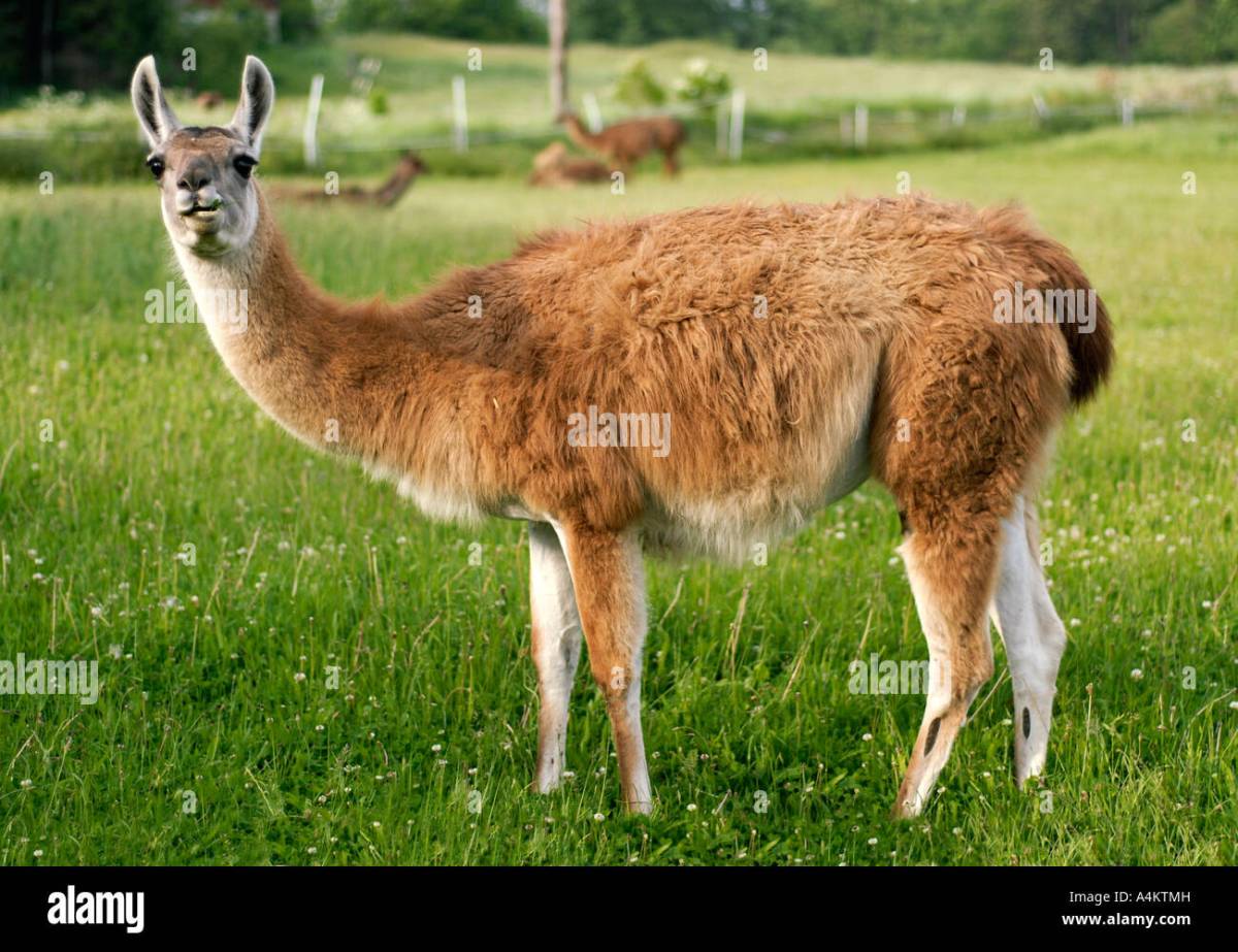 Free photo: Lama - Animal, Camel, Wild - Free Download - Jooinn