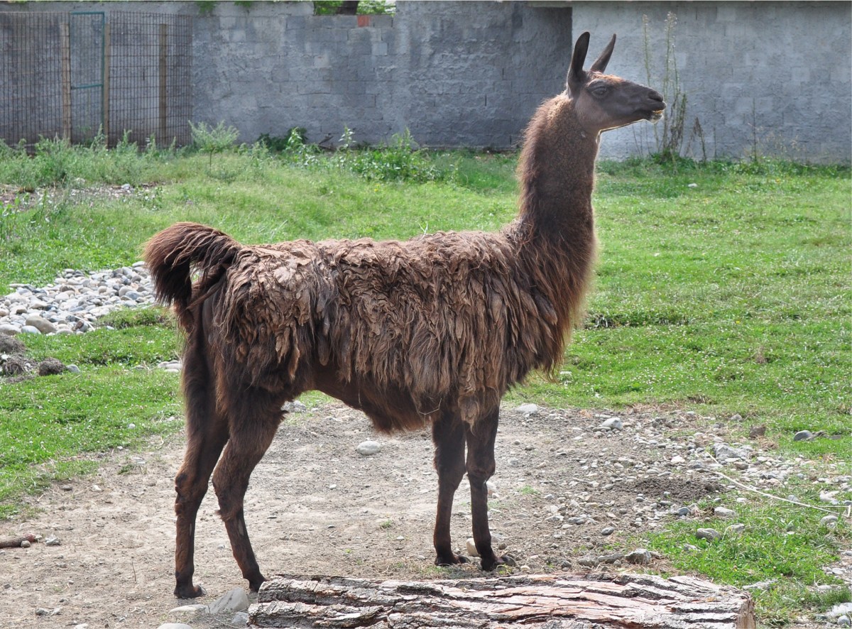Lama permainan bola basket mini adalah