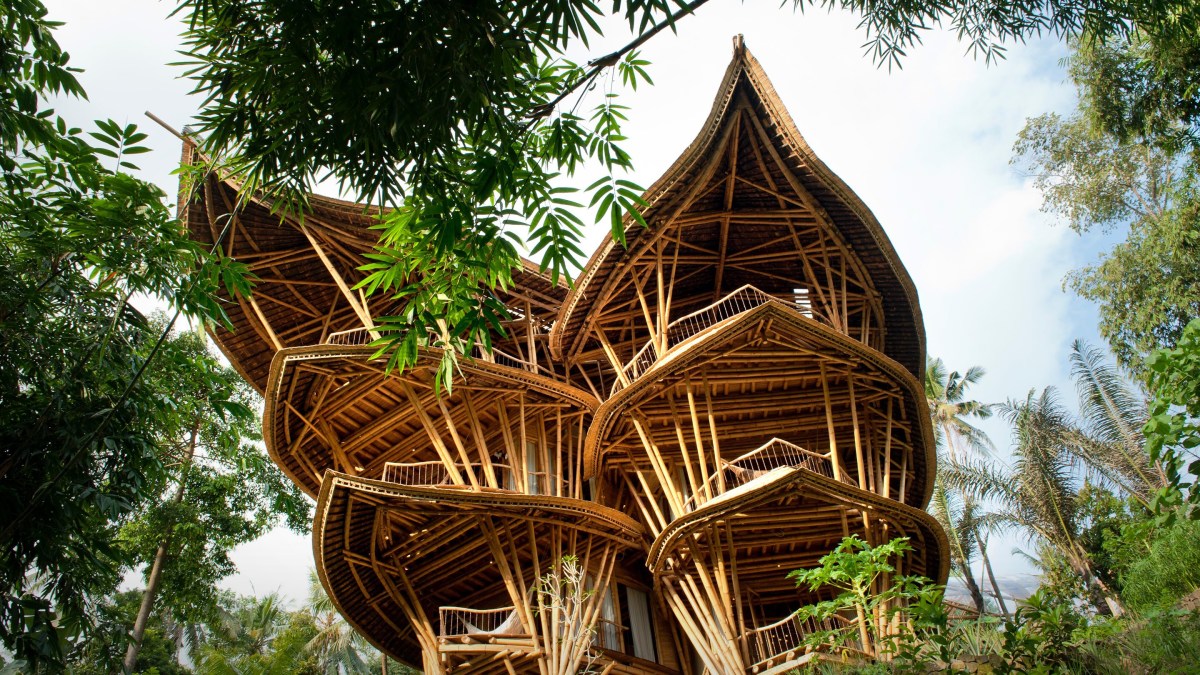 Bambu berkembang biak dengan