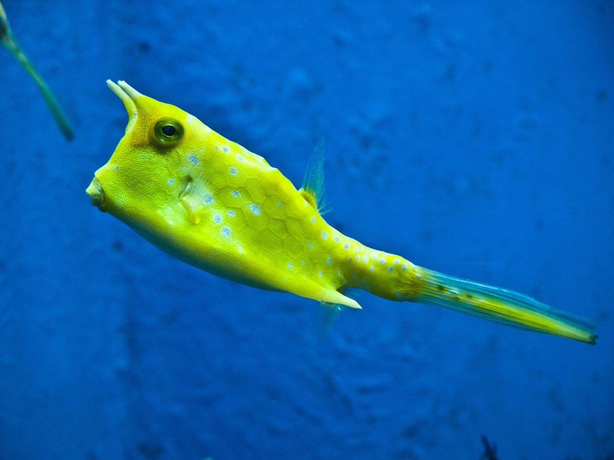 Ikan remora dengan ikan pari merupakan contoh simbiosis